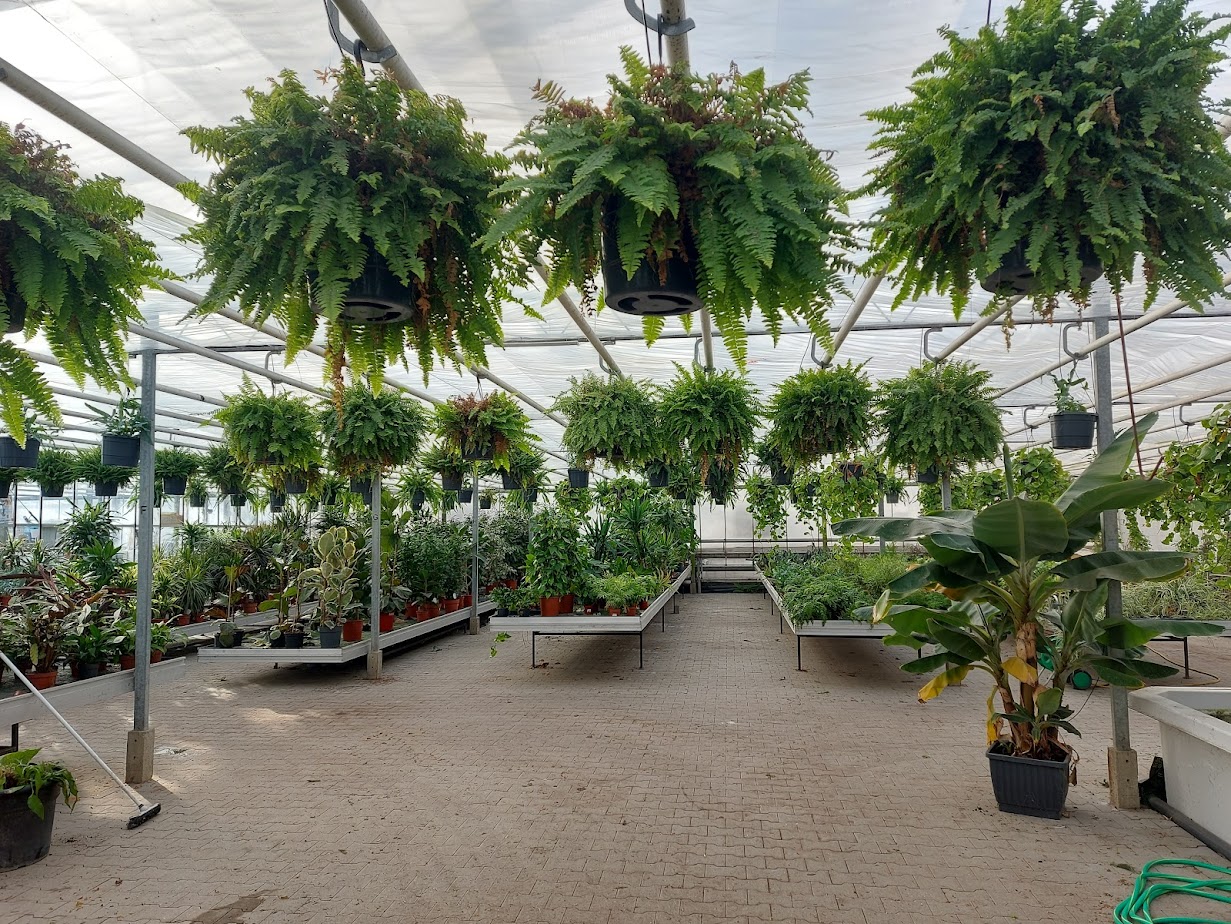 kamerplanten